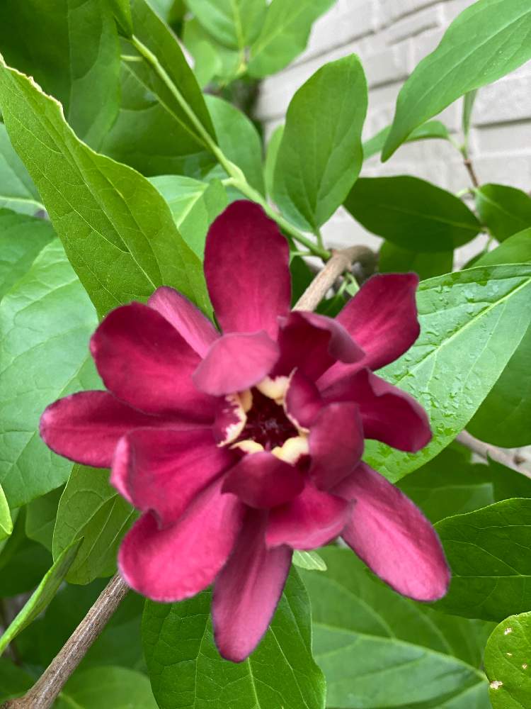 クロバナロウバイ アフロディーテの投稿画像 By Komiさん 小さな庭と赤い花と樹木と赤い花と樹木 21月5月12日 Greensnap グリーンスナップ Greensnap グリーンスナップ