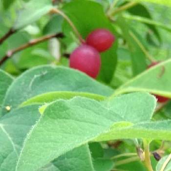 ぐみの木 花の投稿画像一覧 Greensnap グリーンスナップ