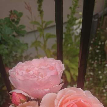ﾊﾞﾗの庭の画像 by あきこさん | 小さな庭とバラ プリンセスシャルレーヌドゥモナコとﾊﾞﾗの庭と薔薇愛同盟と薔薇に魅せられてとナチュラルガーデンと花のある暮らしと薔薇♪とロザリアン
