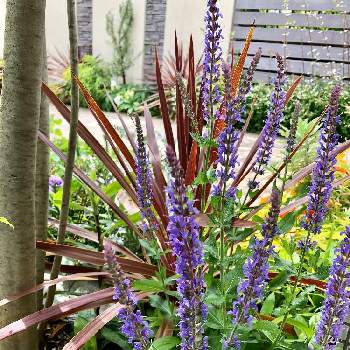 コルジリネ ・レッドスターの画像 by すみこさん | 小さな庭とブルーとサルビア　スペルバとボルドーと紫の花とコルジリネ ・レッドスター