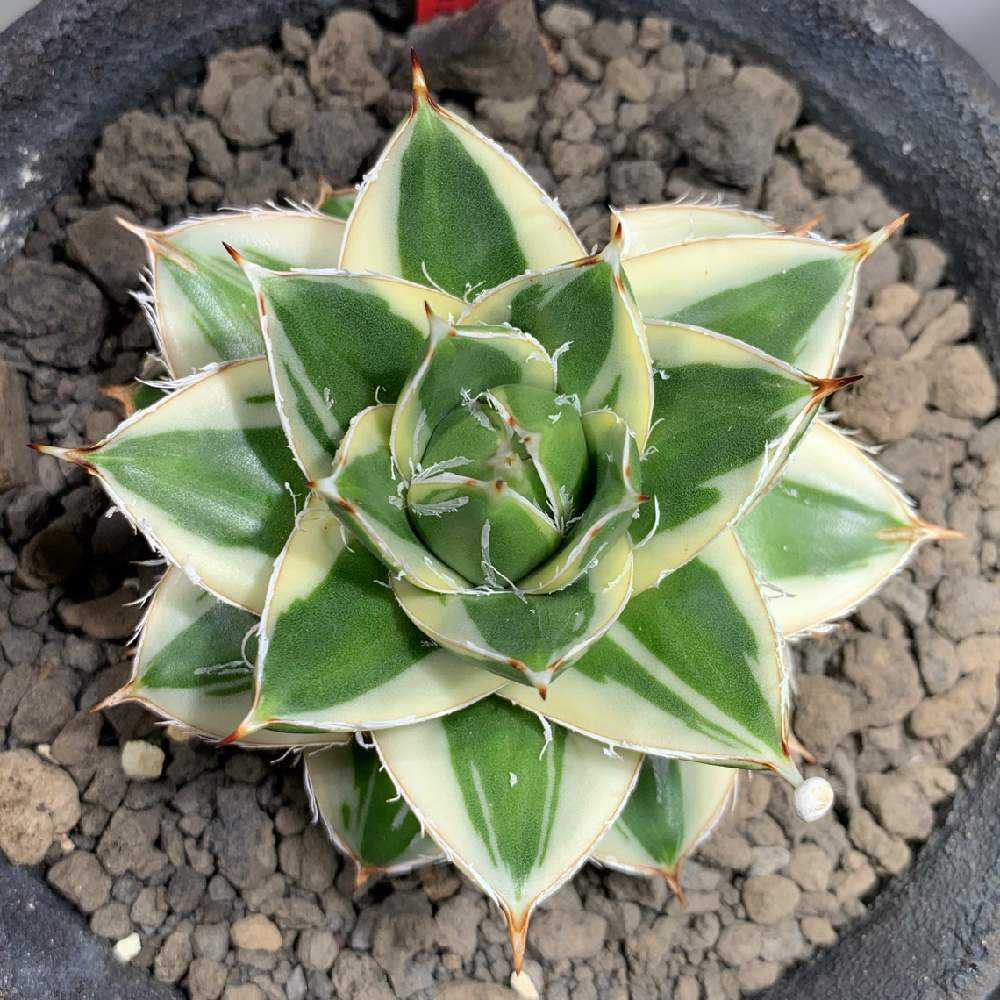 アガベ ピンキー 成長記録｜🍀GreenSnap（グリーンスナップ）