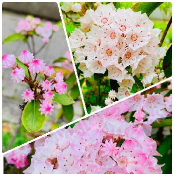 学校の校庭の画像 by Toshieさん | 嬉しいといやされる♡とGSミニモニ。とやっと出会えた♡と蕾がアポロチョコと淡いピンクと傘みたいと被災地にエールを…。と白い花とお花は癒しとカルミア♪と寄り道と素敵と可愛い♡と学校の校庭と傘のような花弁
