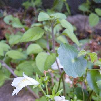 シロバナサギゴケの投稿画像一覧 Greensnap グリーンスナップ