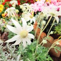 フランネルフラワー,寄せ植え,地植え,植物,シルバーリーフの画像
