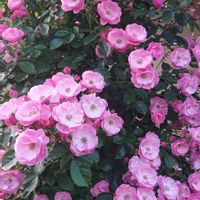 ばら,バラ、薔薇、ばら,かわいい,ピンク,ピンクの花の画像