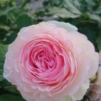 ばら,バラ、薔薇、ばら,かわいい,薔薇♪,美しいの画像