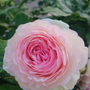 ばら,バラ、薔薇、ばら,かわいい,薔薇♪,美しいの画像