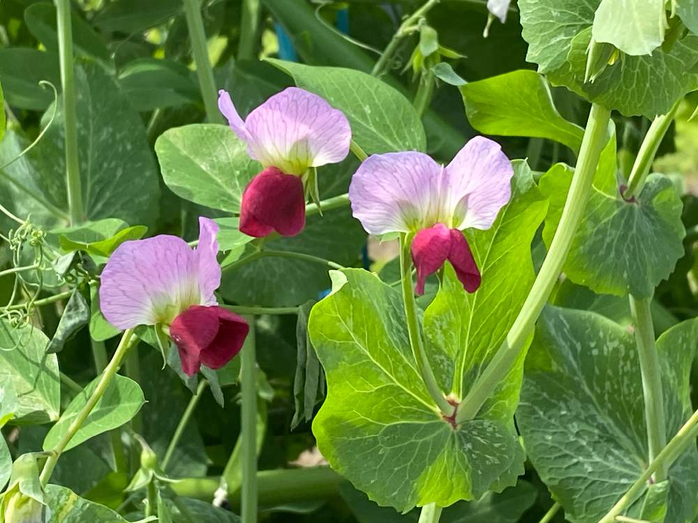 えんどう豆の花の投稿画像 By くりんそうさん 21月5月13日 Greensnap グリーンスナップ Greensnap グリーンスナップ