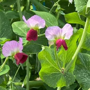 えんどう豆の花の投稿画像一覧 Greensnap グリーンスナップ