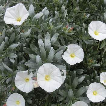 コンボルブルス クネオルム の投稿画像一覧 Greensnap グリーンスナップ