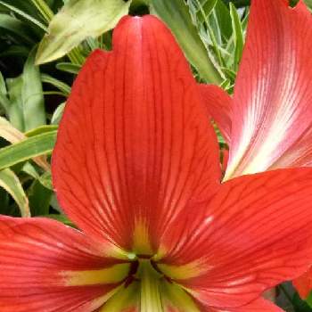 赤い色の投稿画像一覧 Greensnap グリーンスナップ