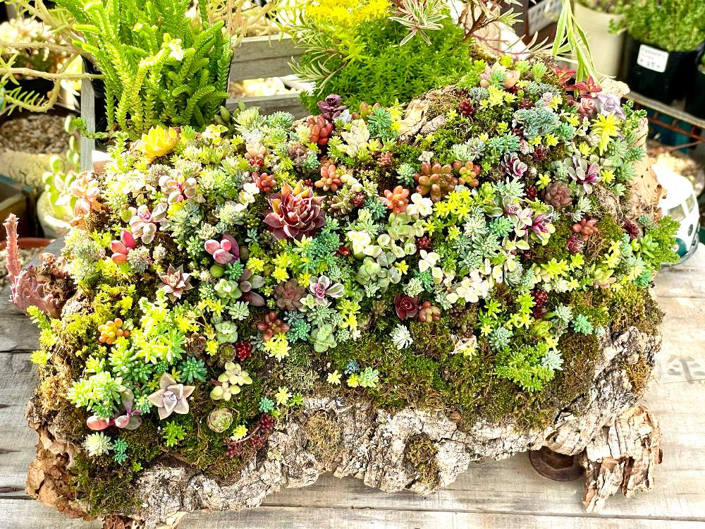 多肉植物の寄植えの投稿画像 By Hideさん セダム属とオトメンズと多肉16同期と多肉植物と多肉男子とhtcとジジババ同盟とベランダガーデニングと植 中毒とエケベリア属と野良苔とタニラーとオブラー党とコルクと多肉植物の寄植と野良セダムとバルコニストとちまちま寄せ