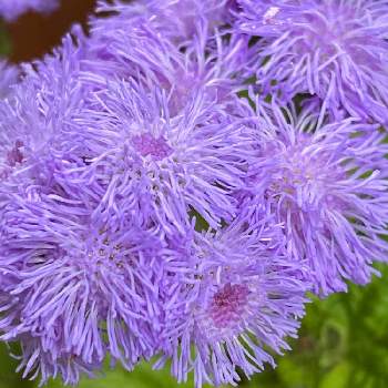 わんこのいる庭の画像 by みーさんさん | コスモグラフィーと紫のアゲラタムとわんこのいる庭と花のある暮らしと小花好きと紫のお花