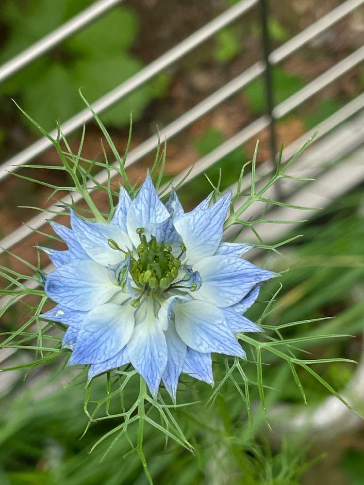 ニゲラ Greensnap グリーンスナップ