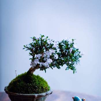 香丁木の画像 by ayumitさん | 部屋と香丁木と植物のある暮らしと和風ティストとベランダ盆栽とミニ盆栽と盆栽初心者と盆栽とベランダー