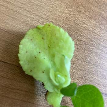 ツツジの葉の投稿画像一覧 Greensnap グリーンスナップ