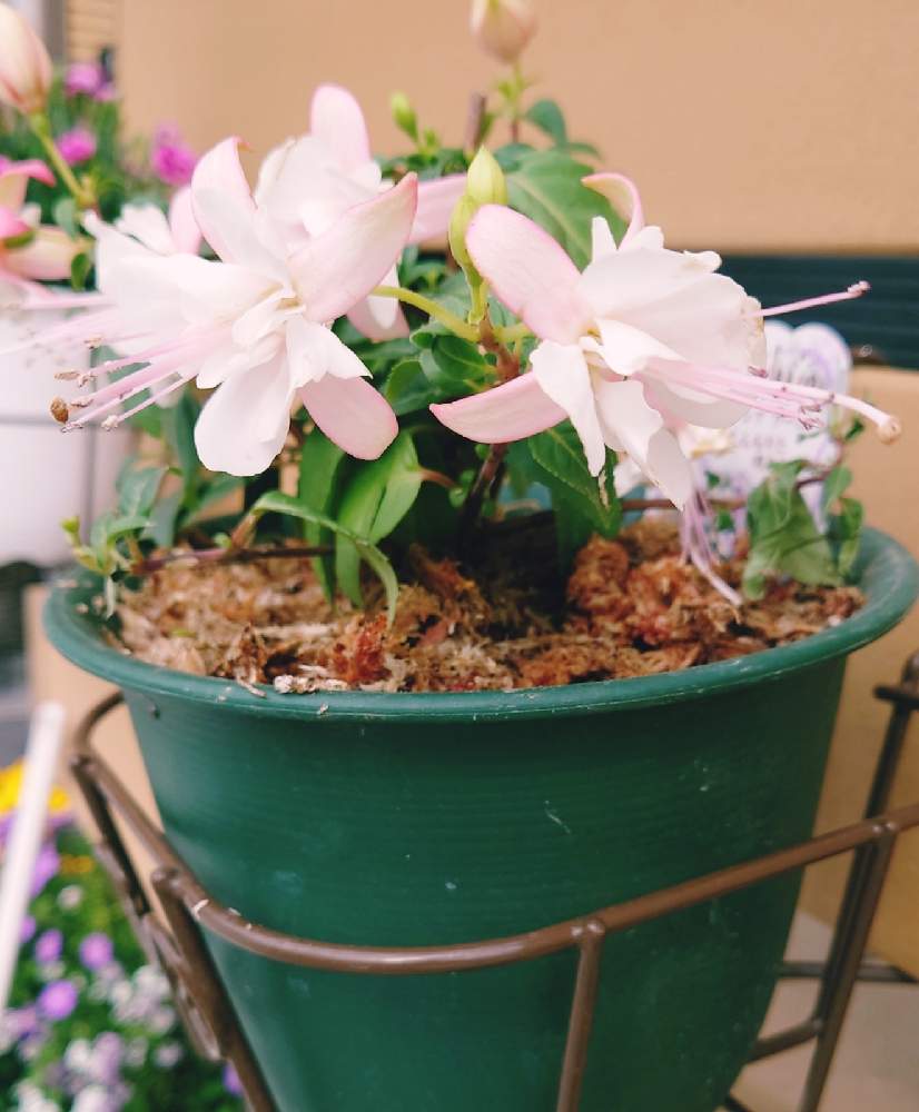 フクシアの投稿画像 By まめさん フクシア プーニーとフェンスとタキイと一株植えとおうち園芸とフクシア プーニー とタキイと一株植えとおうち園芸とフクシア プーニー 21月5月13日 Greensnap グリーンスナップ Greensnap グリーンスナップ