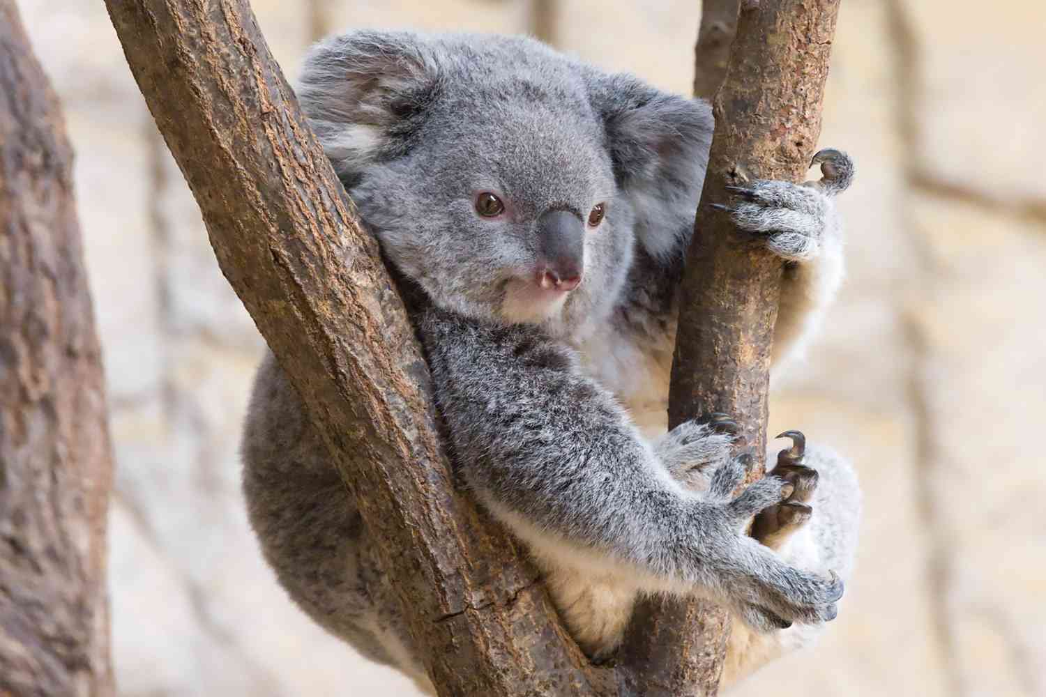 ユーカリ グニー｜🍀GreenSnap（グリーンスナップ）