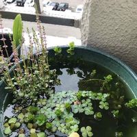 ウォータークローバーの育て方 水の管理方法は 肥料の与え方は Greensnap グリーンスナップ