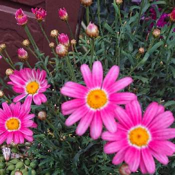 マーガレット Proven Winners Pw ガーデニング 園芸 花苗 低木 多肉植物 花 植物