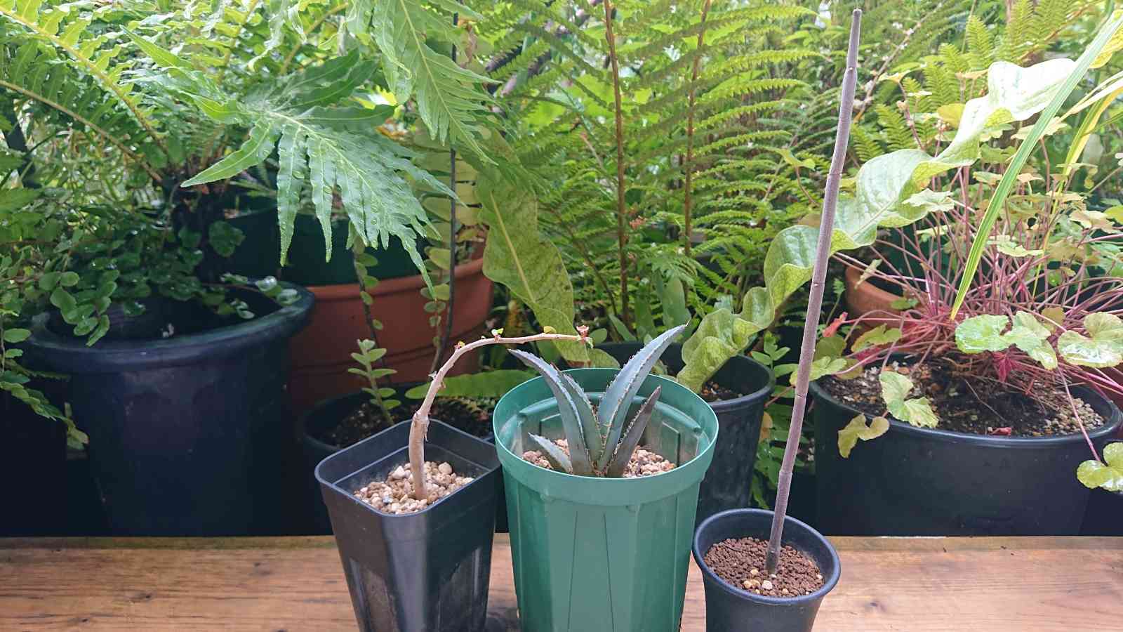 コミフォラ クアの一覧｜🍀GreenSnap（グリーンスナップ）