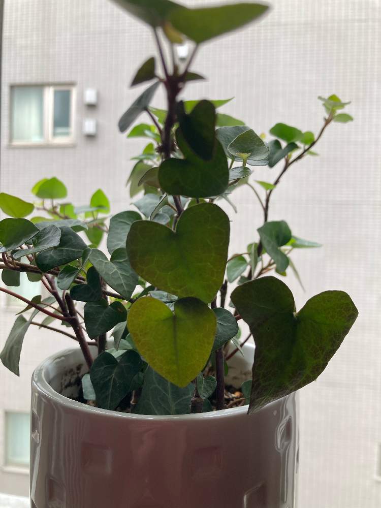 アイビーの投稿画像 By のりこさん ハートアイビーとへデラとハート とハートへデラとハート 21月5月13日 Greensnap グリーンスナップ Greensnap グリーンスナップ