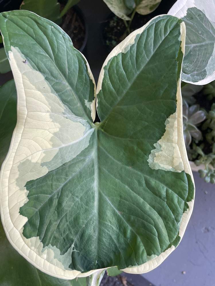 masa　アロカシアまとめ masa様 専用 アロカシアまとめ （2025年最新】alocasia jacklyn