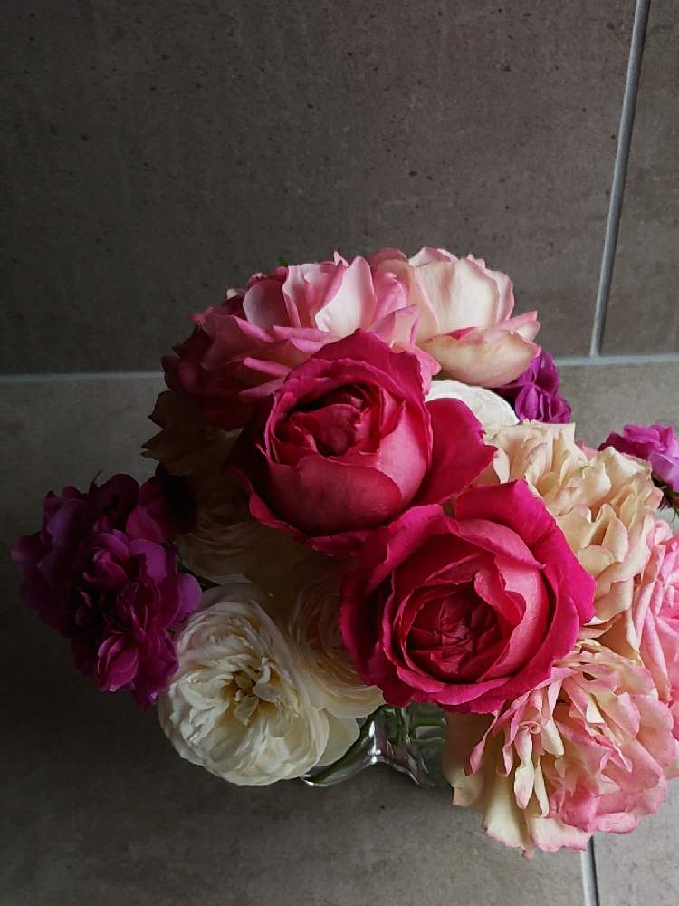 バラ アルテミスの投稿画像 By Keiraさん マイスタージンガー バラとバラ 紫玉とバラ アクロポリスロマンティカとばら バラ 薔薇とバラ を飾る暮らしとばら大好きとバラが好きとバラを楽しむと薔薇の花 21月5月13日 Greensnap グリーンスナップ