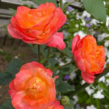 バラ　クリウテの画像 by レオラムさん | 小さな庭とばら バラ 薔薇と春の花たちと春ですとバラ　クリウテと5月