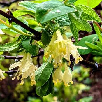 ハスカップ 花の投稿画像一覧 Greensnap グリーンスナップ