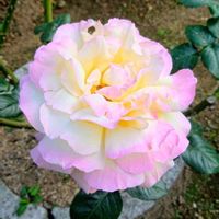 ばら,バラ、薔薇、ばら,かわいい,ピンクの花,薔薇♪の画像