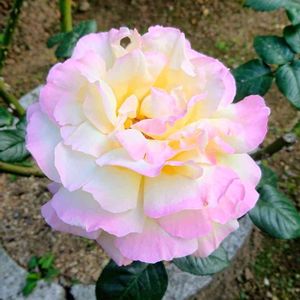 ばら,バラ、薔薇、ばら,かわいい,ピンクの花,薔薇♪の画像