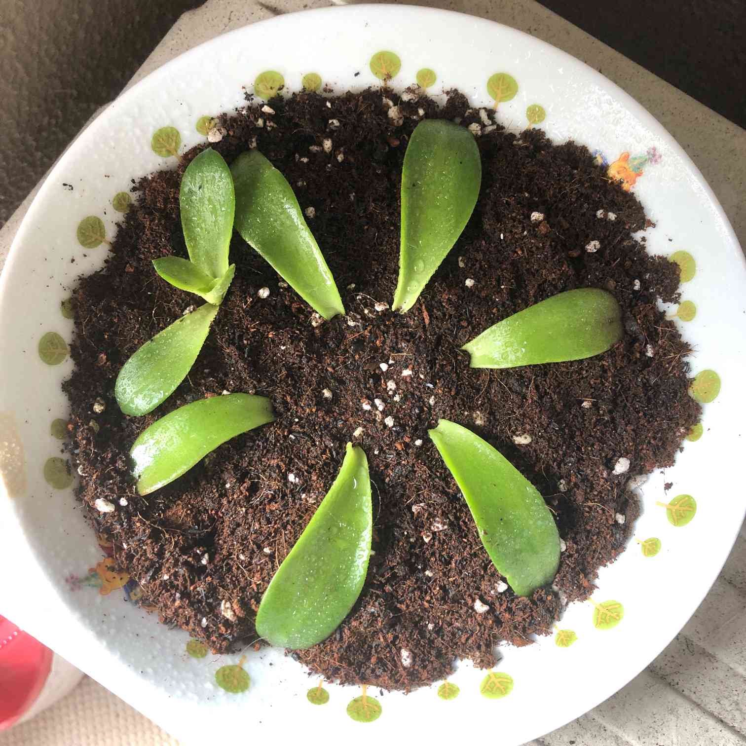 ヒマツリの葉挿し＆挿し木に挑戦🔥🌱｜🍀GreenSnap（グリーンスナップ）