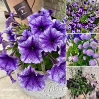 スカビオサ,ペチュニア,ビオラ,ヒューケラ,寄せ植えの画像