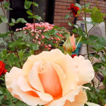 バラのある庭の画像 by フレンチトーストさん | 小さな庭と香りのよいバラとグリーンライフ♡とオレンジ色の薔薇♡と楽しみ♡と緑のある暮らしとバラのある庭ときれい✨
