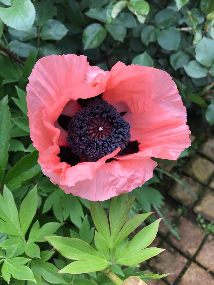 オリエンタルポピー コーラルリーフの投稿画像 By Vogel さん 小さな庭とケシ科とケシ科 21月5月13日 Greensnap グリーンスナップ Greensnap グリーンスナップ