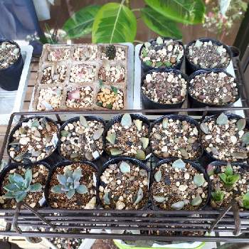 アクアリウスの投稿画像一覧 Greensnap グリーンスナップ