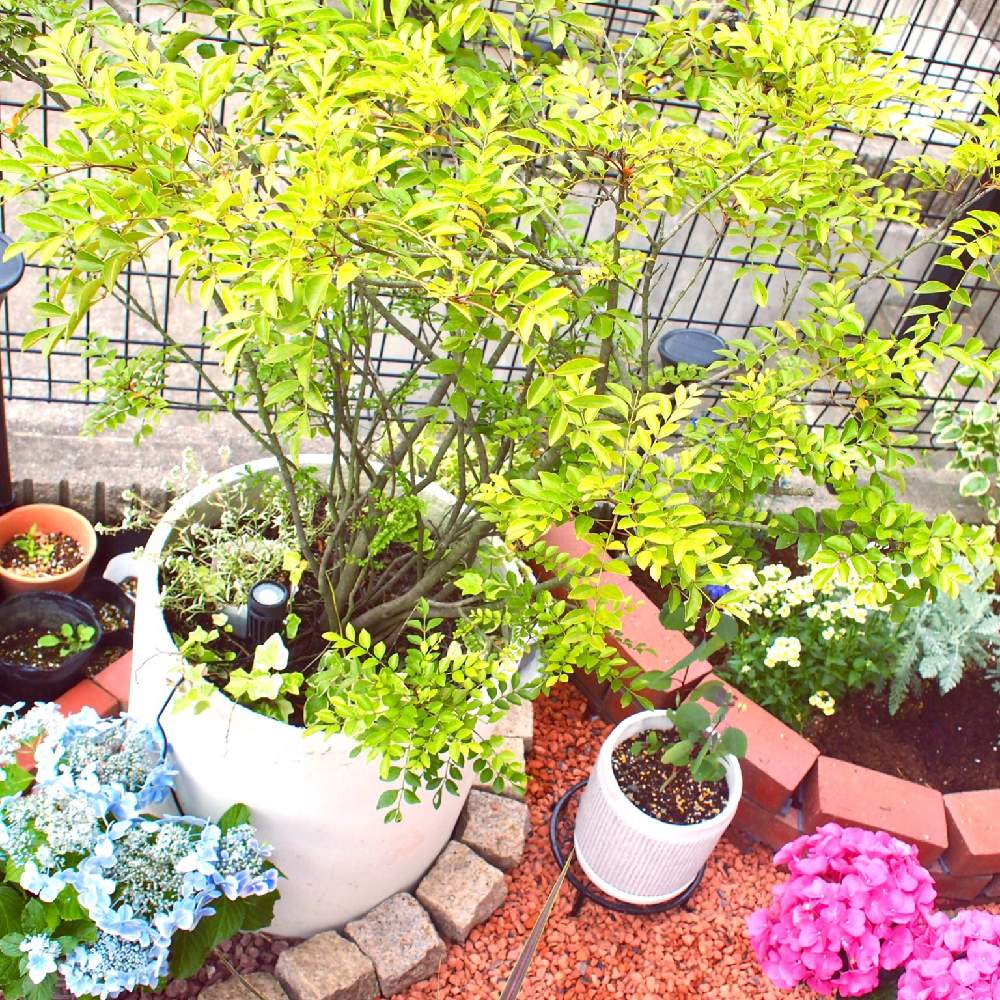 シマトネリコの投稿画像 By Sakiさん シンボルツリーと花壇とアジサイ 紫陽花と花のある暮らしとらくらくレンガ花壇 21月5月13日 Greensnap グリーンスナップ