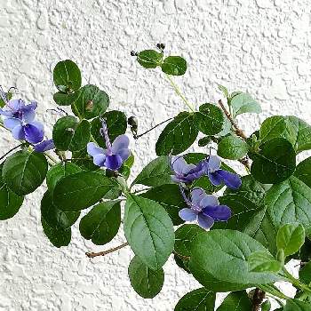 ブルーエルフィン の投稿画像一覧 Greensnap グリーンスナップ