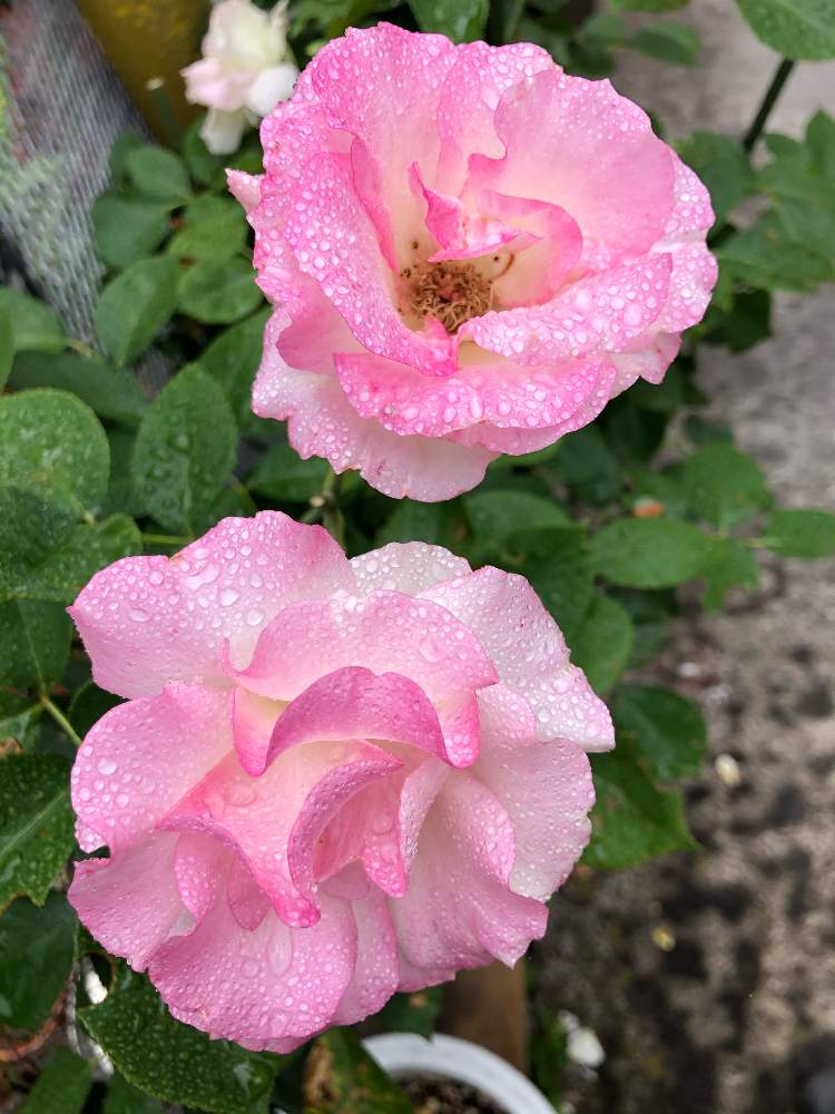 バラ マチルダの投稿画像 By ななぽこさん 薔薇 と癒される と可愛い花とバラ大好きとマイガーデンと花のある暮らしとお花は癒し 21月5月13日 Greensnap グリーンスナップ