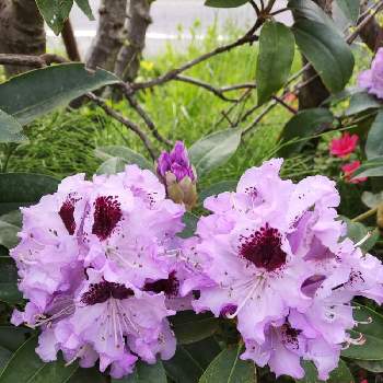 しゃくなげ の投稿画像一覧 Greensnap グリーンスナップ