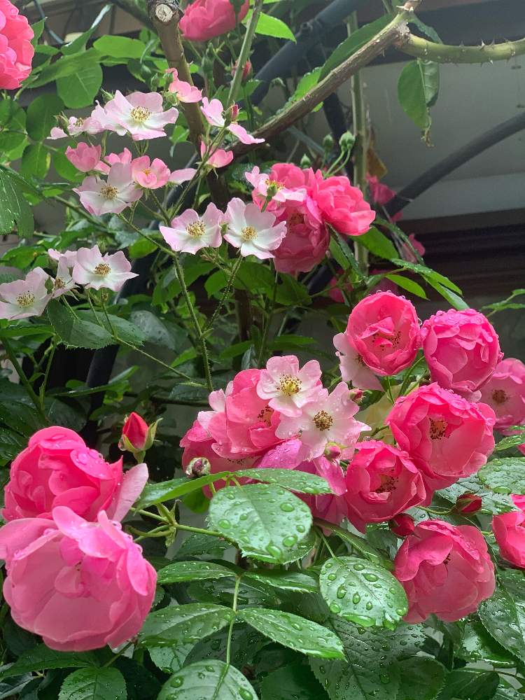 小さな庭の投稿画像 By ミルポポさん 薔薇アンジェラと薔薇バレリーナとバラ大好きと日陰でバラとバラのある暮らしとおうち園芸とバラを楽しむと 薔薇アンジェラと薔薇バレリーナとバラ大好きと日陰でバラとバラのある暮らしとおうち園芸とバラを楽しむ 21月5月13日