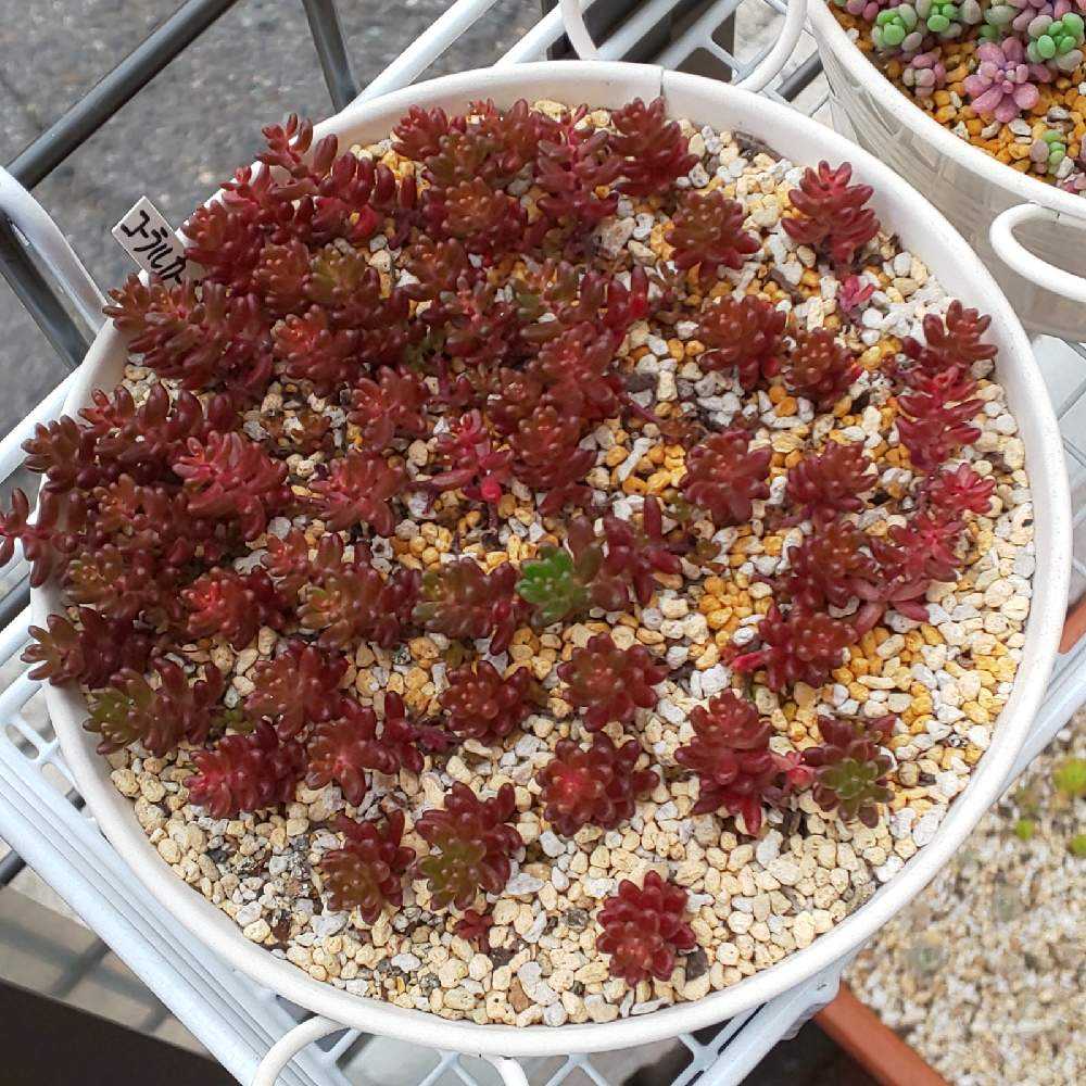 多肉植物 セダム コーラルカーペット 画像に写ってるカッ