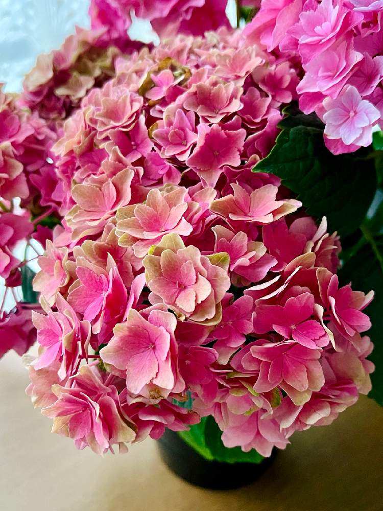 アジサイ 可愛花の投稿画像 By あじさいさん 窓辺とアジサイ可愛花と嬉しいと21年と紫陽花 アジサイ あじさいと秋色に変化と鉢植えと成長記録と 可愛いと佐賀初のアジサイと色変わりとピンク好きとアジサイ大好きとアジサイ可愛花と嬉しいと21年と紫陽花 アジサイ