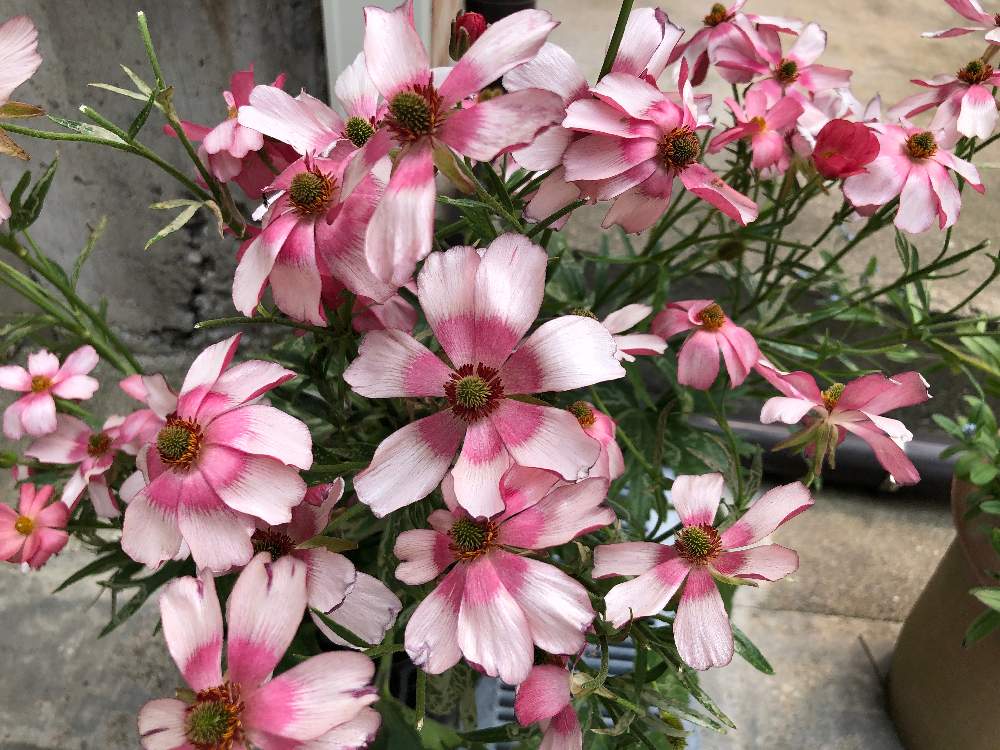 ラナンキュラス ラックスの投稿画像 By Heathさん 球根植物とキンポウゲ科とプランター植えとピンク ピンク 21月5月13日 Greensnap グリーンスナップ