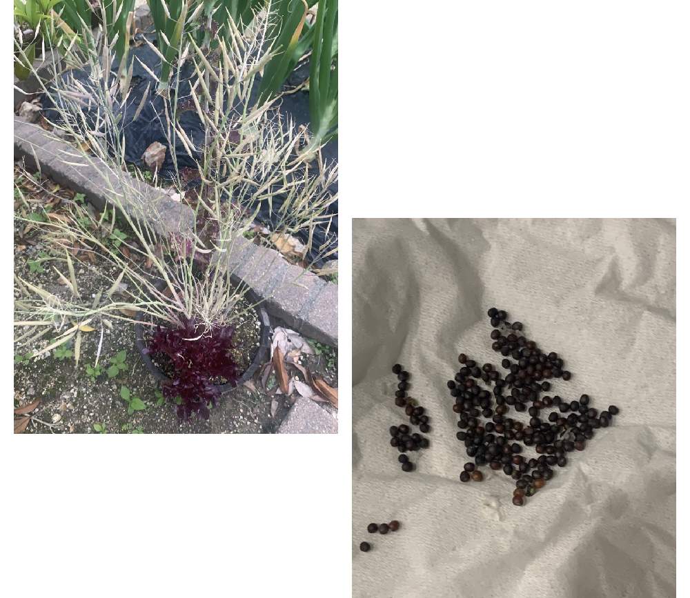 リーフレタスの投稿画像 By ぽぉさん 水菜と家庭菜園と栽培記録と自家採取の種 21月5月13日 Greensnap グリーンスナップ