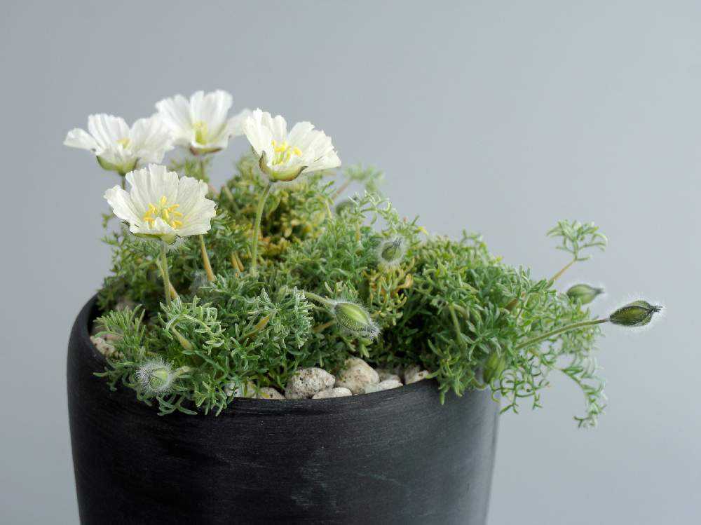 Monsonia herrei (Sarcocaulon herrei) 実生記録＋メモ｜🍀GreenSnap