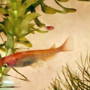 楊貴妃メダカの投稿画像一覧 Greensnap グリーンスナップ