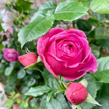 マイスタージンガー バラの画像 by wakoさん | 玄関とバラと薔薇とマイスタージンガー バラと自慢のバラ_2021と強香とばら バラ 薔薇と薔薇愛同盟とバラのある暮らしと香りの良いバラとアップルローゼスと花のある暮らしとバラ・ミニバラとやっぱり花が好き♡