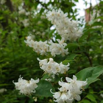 ウツギ 卯の花 の投稿画像一覧 Greensnap グリーンスナップ